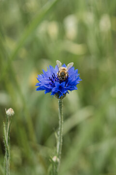 Honeybee on blue cornflower in green meadow