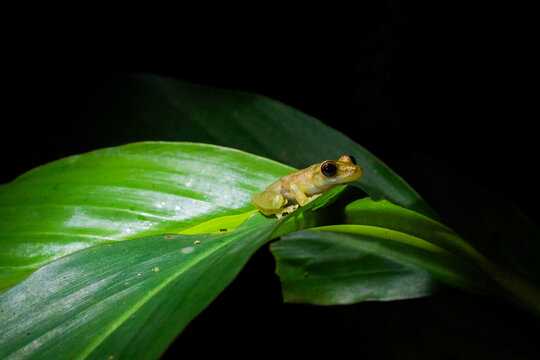 An Hourglass Tree Frog in Costa Rica.