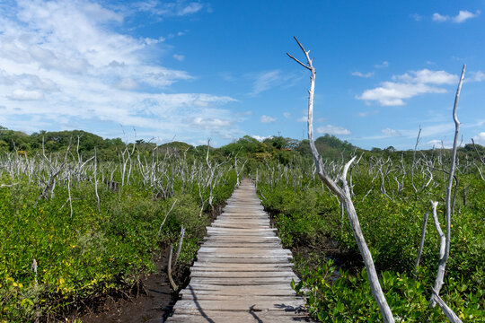 A boardwalk in the mangroves in Costa Rica.