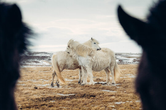 two horses in iceland with fjords