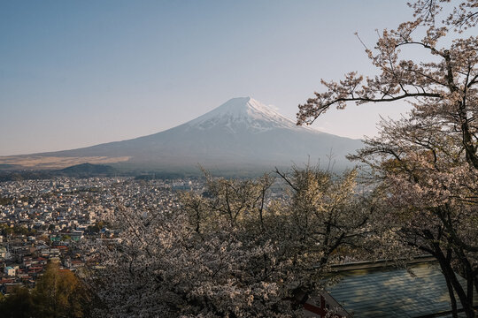 Mount Fuji framed by cherry blossoms in spring Japan