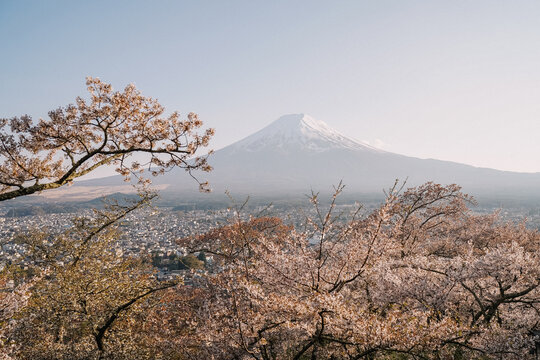 Mount Fuji framed by cherry blossoms in spring Japan