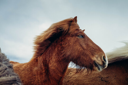 A horse in Iceland with fjords