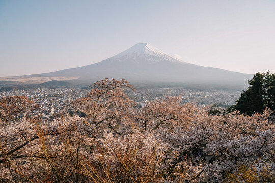 Mount Fuji framed by cherry blossoms in spring Japan