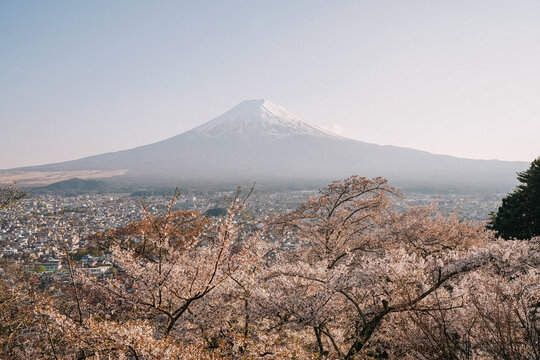 Mount Fuji framed by cherry blossoms in spring Japan
