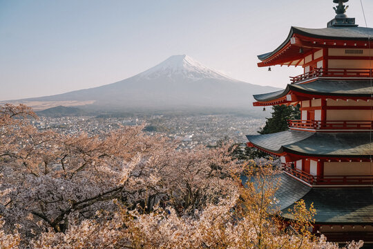 Red pagoda with Mount Fuji and cherry blossoms in spring Japan