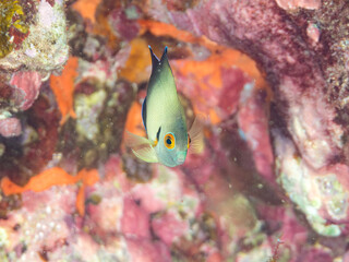 Obraz premium ナメラヤッコ, キンチャクダイ科, Pearlscale angelfish, Centropyge vrolikii, 幼魚yg, 他。 ヒリゾ浜南伊豆町中木 静岡県伊豆半島-2025 日本有数のシュノーケリングスポット。 夏の数カ月間だけ渡し船で行ける。 水質透明度魚影が素晴らしい。 