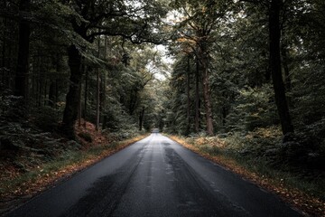 Fototapeta premium A wet asphalt road winds through a lush, verdant forest, leading towards a bright sky