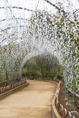 Fototapeta premium white light artificial wisteria flower tunnel with walkway during the daytime.