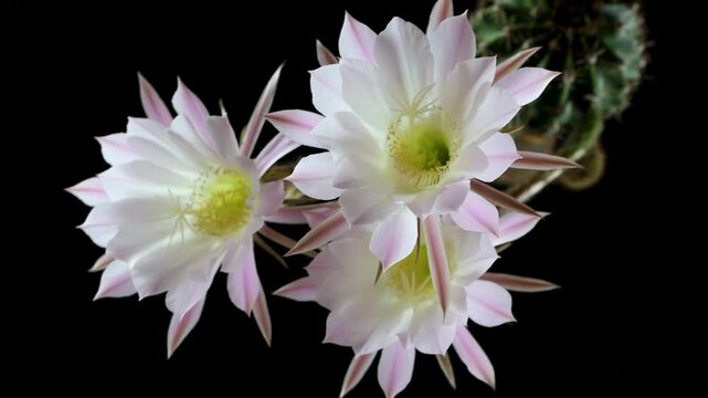 Echinopsis oxygona, Easter Lily Cactus or Night blooming Cactus Lobivia ancistrophora, isolated on black background, studio 4k video, top view