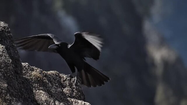  The crow is flying