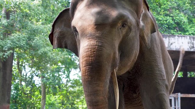 An Asian elephant playing with its trunk, showing an expression of playfulness or joy.