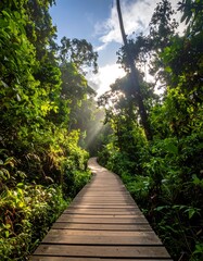 Obraz premium A serene forest path under sunlit skies