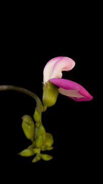 Isolated view of a pink papilionaceous blossom from an agricultural sword bean (Canavalia gladiata) plant on a black backdrop.