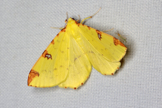 The brimstone moth (Opisthograptis luteolata) is a moth of the family Geometridae. Recorded food plants include apple, birch, blackthorn, currant, hawthorn, Prunus, rowan, Amelanchier and willow.