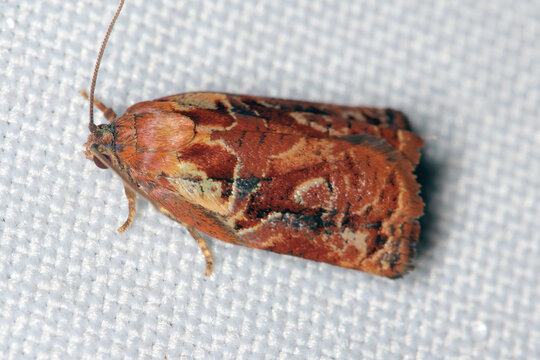Archips xylosteana, the variegated golden tortrix or brown oak tortrix, is a moth of the family Tortricidae. The larvae feed on many trees and shrubs, including fruit trees in orchards and gardens.