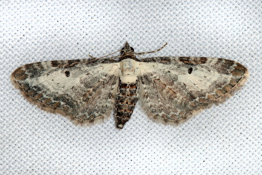 The bordered pug (Eupithecia succenturiata) is a moth of the family Geometridae. Larva feeds on the foliage of mugwort, also been recorded feeding on Angelica, bilberry, tansy and yarrow.