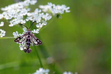 Chamaesphecia empiformis is a moth of the family clearwing moths, Sesiidae. The larvae feed on cypress spurge. © Tomasz