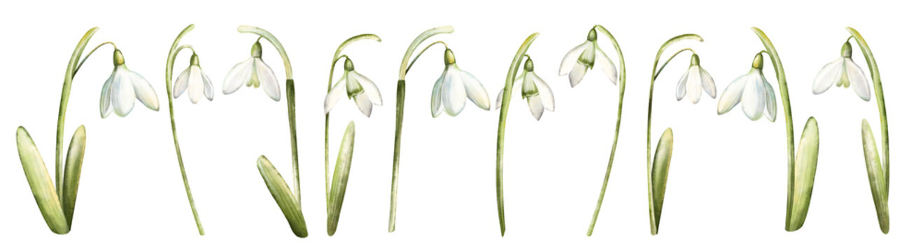 Watercolor hand drawn snowdrop flowers isolated on white background. Beautiful spring flowers. Closeup of white snowdrop flower and green leaf. Snowdrop collection, botanical Illustration