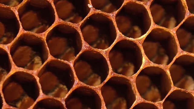 Close-up of a dry bee honeycomb