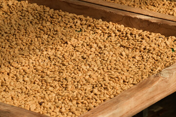 Close up of coffee beans drying in the sun