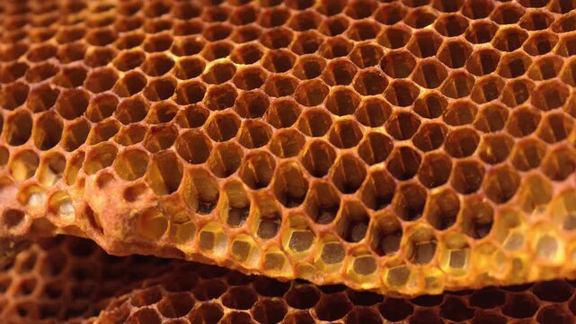 Close-up of a dry bee honeycomb