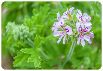 Fleurs de géranium Rosat © Unclesam
