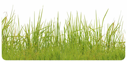 Brins d&rsquo;herbes