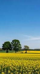 Obraz premium Vibrant yellow blossoms cover an expansive rural field beneath a clear blue sky with scattered trees