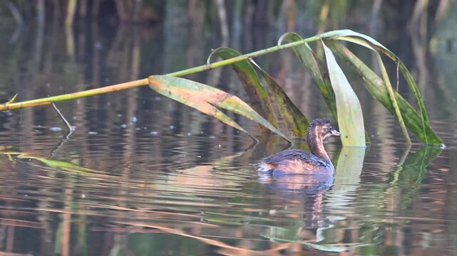 A little grebe (Tachybaptus ruficollis) swimming in a calm lake.