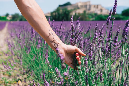 France, Provence, Grignan, Woman's arm with a world map temporary tatoo in a lavander field
