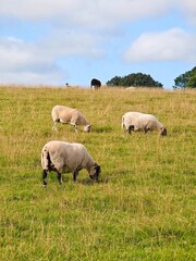 Fototapeta premium Sheep grazing on a green hillside in Cumbria England