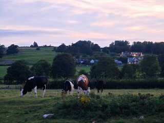 Cows grazing in English countryside at sunset in Ulverston © Frostelle