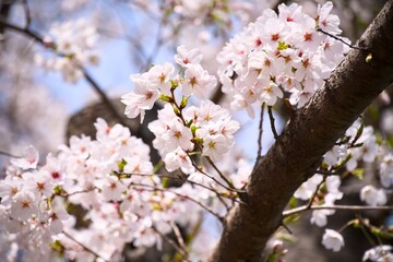 街の中で咲く桜