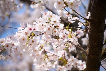 Fototapeta premium 街の中で咲く桜