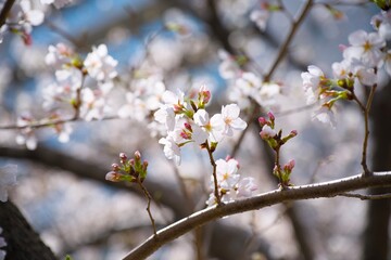 Fototapeta premium 街の中で咲く桜