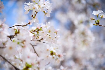 Obraz premium 街の中で咲く桜