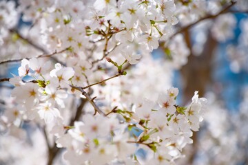 Obraz premium 街の中で咲く桜