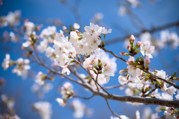 Obraz premium 街の中で咲く桜