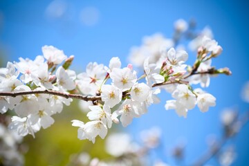 街の中で咲く桜