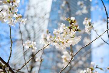 Obraz premium 街の中で咲く桜