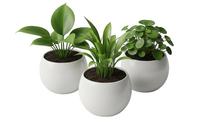 Obraz premium Three potted green houseplants with lush leaves in white round planters potted plant