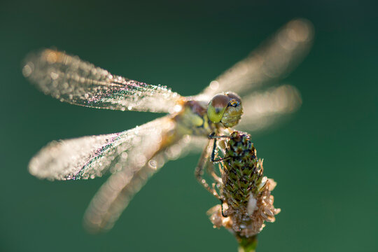 Common darter firefly, Sympetrum striolatum, hovering over flower