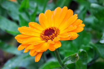 calendula with raindrops or dew. on a blurred background with bokeh. macro photo of a flower. screensaver. free space. close-up.