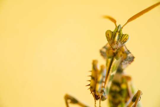 Portrait of praying mantis