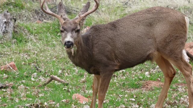Close up of a mule deer buck as it grazes in the Utah desert.
