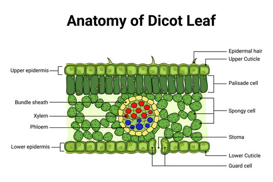 Detailed cross section diagram of dicot leaf anatomy for botany education