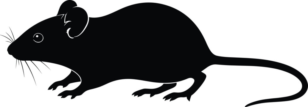 Black vector silhouette of a common mouse or rat with detailed whiskers and long tail for pest control rodent infestation and laboratory research branding