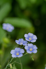 満開のアマの花
