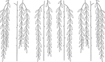 Weeping willow branches hand drawn botanical hanging leaves vector illustration natural tree foliage set © Rubya